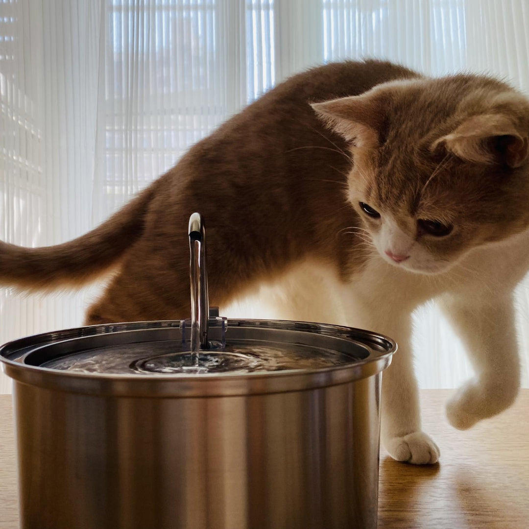 Majestic Cat Fountain with Water Filter